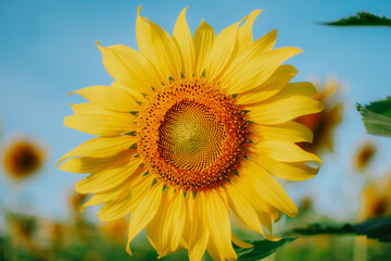 Sunflower natural background. Close up of details of natural sunflower blooming.
