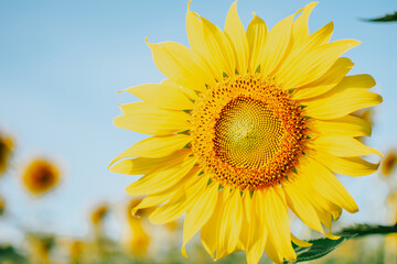 Obraz premium Sunflower natural background. Close up of details of natural sunflower blooming.