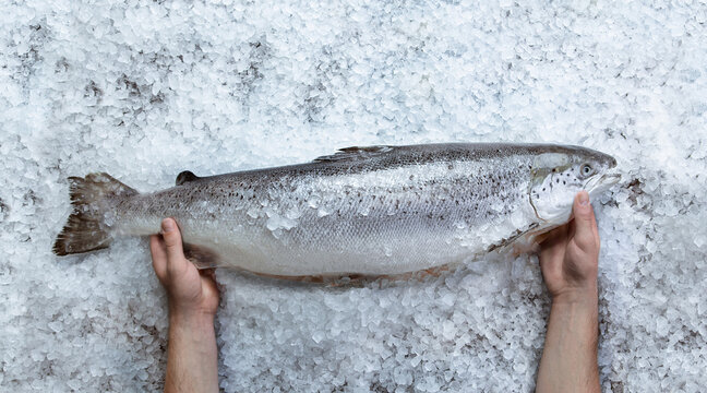 Fresh raw salmon fish in hands on ice over gray stone background.