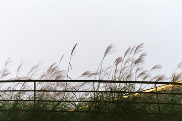 Obraz premium The reeds of Autumn