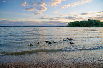 Naklejka premium Summer evening over the lake. Beautiful sky before sunset. Clouds horizon open space. Family of ducks