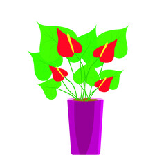 Anthurium, potted flower, interior flower, female happiness, vector icon on white background