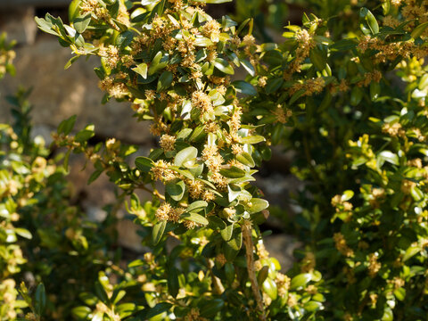 (Buxus sempervirens) Gew&ouml;hnliche Buchsbaum oder Buchs mit kurze stehende Zweige, olivgr&uuml;n Rinde, eif&ouml;rmig bis l&auml;nglich-elliptisch Laubbl&auml;tter, oberseite gl&auml;nzend dunkelgr&uuml;n, unterseite heller und matt