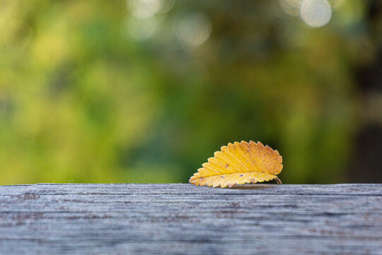 delicada hoja amarilla de otoño reposada sobre un tronco de madera esperando a secarse