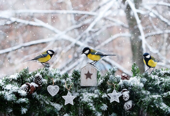 Tit birds on snowy fir tree branches, winter garden landscape. Christmas and new year holiday...
