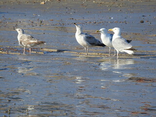 Seagulls are standing on the beach