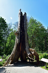 The 800-year-old Hollow Tree, a Western Red Cedar tree stump, is one of the most famous landmarks at Stanley Park in Vancouver.