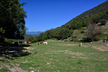 Paisaje de montaña de la comarca de la Garrotxa, cerca del pueblo de Oix, en la provincia de...
