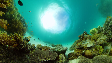 Colourful tropical coral reef. Scene reef. Marine life sea world. Philippines.