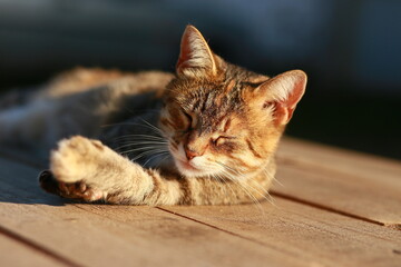 Cat in the sun 