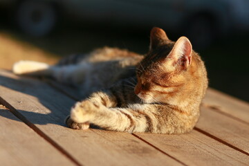 Fototapeta na wymiar Cat in the sun 