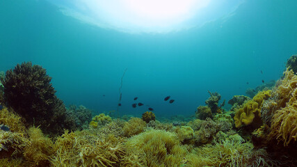 Blue Sea Water and Tropical Fish. Tropical underwater sea fish. Philippines.