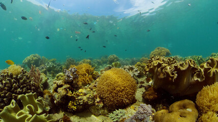 Tropical fishes and coral reef at diving. Underwater world with corals and tropical fishes.