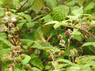 Butterfly on flowers
