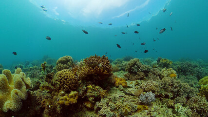 Tropical coral reef and fishes underwater. Hard and soft corals. Philippines.