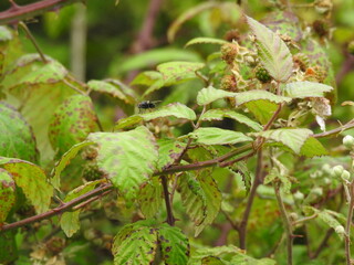 An insect flying on flowers