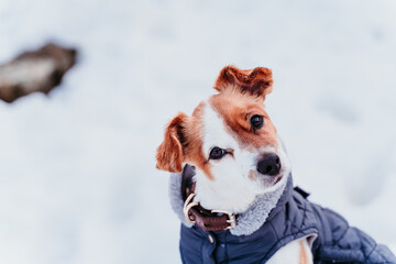 portrait outdoors of a beautiful jack russell dog at the snow wearing grey coat. winter season