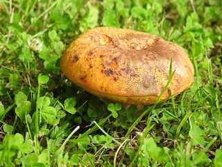 Yellow-brown fungus on the grass