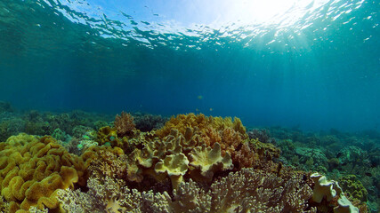 Naklejka na ściany i meble Marine scuba diving. Underwater colorful tropical coral reef seascape. Philippines.