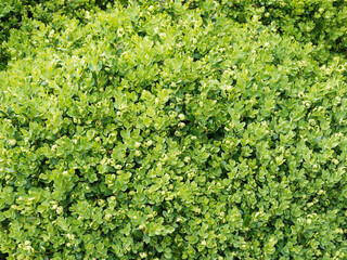 (Buxus sempervirens 'suffruticosa') Buchsbäume oder Einfassungs-Buchsbaum als Zierpflanzen in einem Garten