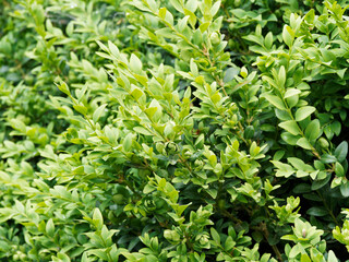 (Buxus sempervirens 'suffruticosa') Buchsbäume oder Einfassungs-Buchsbaum als Zierpflanzen in...