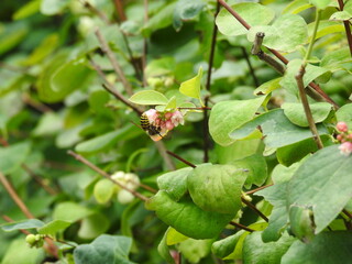 An insect flying on flowers