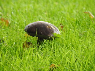 Brown fungus on green grass