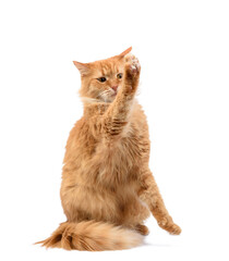 adult fluffy red cat sitting and raised its front paws up, imitation of holding any object