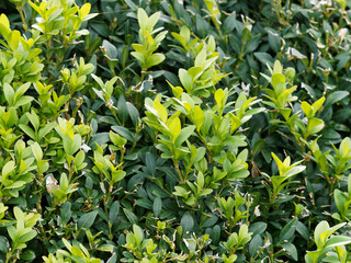 Gewöhnliche Buchsbaum oder Buchs (Buxus sempervirens)