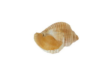 Sea shell front and back isolated on white background.