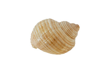 Sea shell front and back isolated on white background.