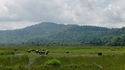Oxes in green landscape, Cambodia