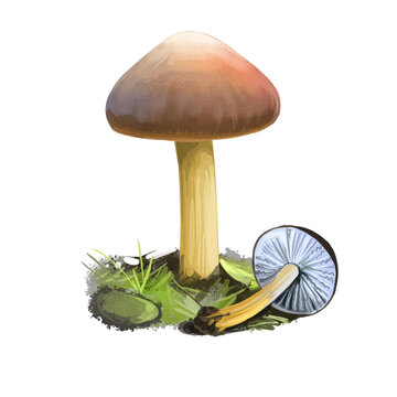 Strobilurus tenacellus or pinecone cap mushroom closeup digital art illustration. Aragic fruit bodies with convex to flat, reddish to brownish caps. Mushrooming season, plants grow in wood and forest
