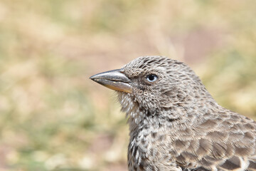 A little bird in Africa