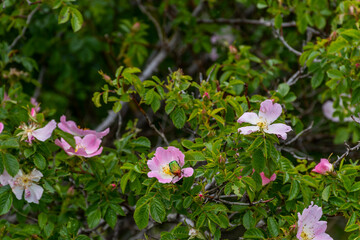 pink and white flowers