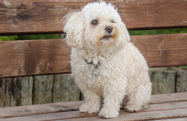 Süßer Hund auf einer Bank 