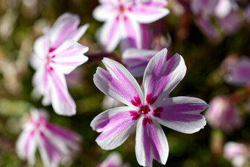 Close-up photo of pink and white flower