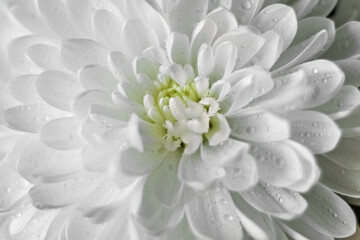 Chrysanthemum flower background with water droplets close up