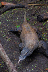Wildlife Komodo Dragon (Varanus komodoensis)