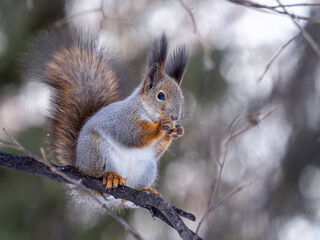 The squirrel with nut sits on tree in the winter or late autumn