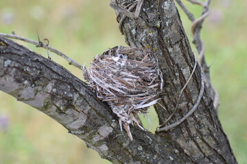 Empty bird nest in tree