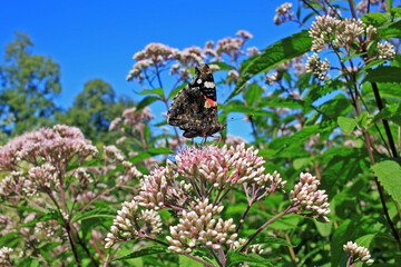 Red Admiral butterfly on flower on a blue sky background