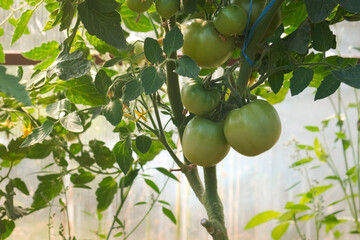 Unripe green tomatoes on the branches in greenhouse, closeup view. Cultivation of agricultural plants, organic fresh vegetables. Agribusiness and food production concept. Hothouse in farmland.