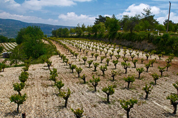 Fototapeta na wymiar Early season in the wine growing area of central Cyprus