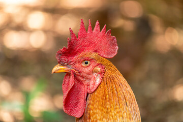 bird rooster mach chunky colorful adult