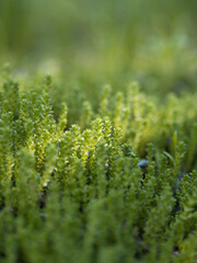 green spring grass background illuminated with soft light