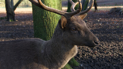 Young stag with antlers standing in front of green tree trunk