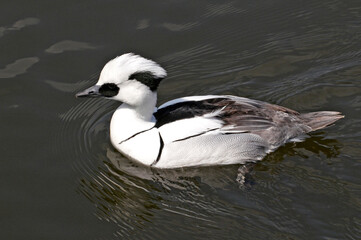 Male Smew Duck swimming in a pool
