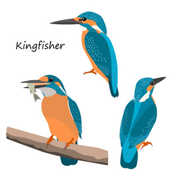 Common kingfisher isolated on white background. Vector illustration set.