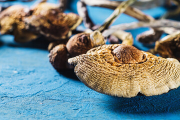dried Mexican magic mushrooms is a psilocybe cubensis on a pacific Blue bakground. horizontal.